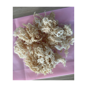 Musgo de mar seco Eucheuma Cottonii de Vietnam musgo irlandés crudo para hacer mezclas de batidos de gel y ensaladas tradicionales de algas - Product Image 5