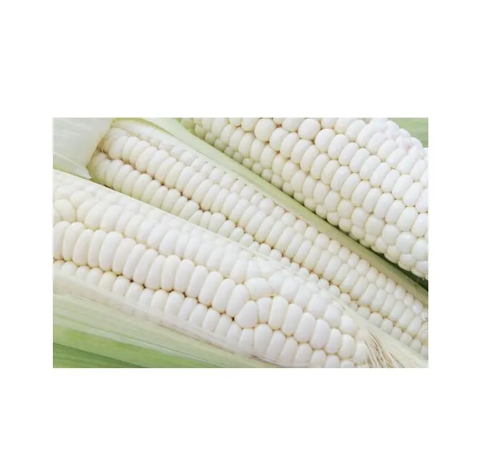 Biji jagung putih biji-bijian untuk pakan hewan/biji jagung putih membeli secara Online grosir produsen stok besar pemasok