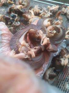 Escargots géants d'Afrique séchés 100% naturels de qualité supérieure, séchés au four, emballage en vrac, goût épicé, prêts à consommer, sains - Product Image 2