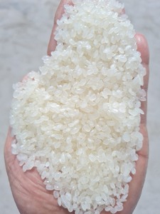 Arroz redondo japonés-Japonica- Sushi Rice Riz Crop 2025 de Vietnam Factory- WS: + 84-915355383 - Product Image 4