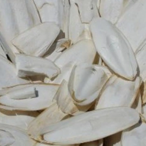 100% HUESO DE SEPIA NATURAL DE VIETNAM/HUESO DE SEPIA DE ALTA CALIDAD - Product Image 1