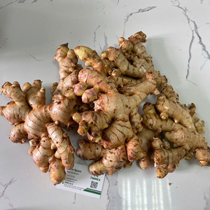 ขิงสดได้รับการล้างและเก็บรักษาไว้อย่างดี/khing/Jiang-อัตราการซื้อสูง (WA: + 84362512699) - Product Image 2