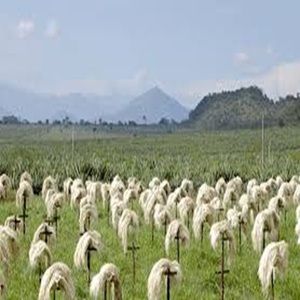 Fibra de sisal natural de precio agrícola para aplicaciones industriales y hilado - Product Image 4