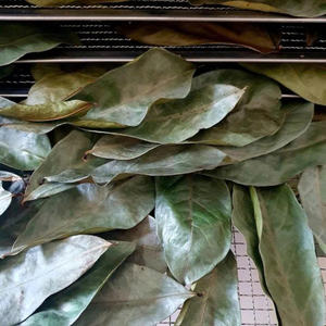 Feuilles de corossol séchées de qualité export, thé de feuilles de graviola pour l'industrie du thé et des compléments alimentaires - Product Image 5