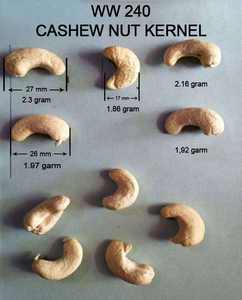Vietnam Origin Healthy Snack Raw Cashew Nuts Kernels W320 W240 Great Flavour with Customized Packaging Hot Sale Snack - Product Image 3