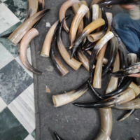 Grand Corne à Boire en Corne de Buffle Polie, Style Animal, Écologique, Taille Personnalisée, Artisanat de Noël, Fabriquée en Inde, Vente en Gros