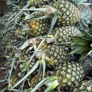 Piña Fresca 100% Natural de Granja, Precio al por Mayor, Exportación Fresca del Reino Unido - Product Image 5