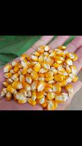 Maíz amarillo seco barato para alimentación animal y consumo humano/maíz amarillo no transgénico más vendido/maíz en stock - Product Image 3