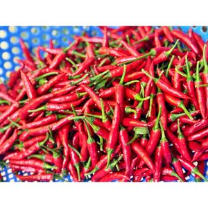 Pimientos vietnamitas frescos congelados de alta calidad Fabricante de confianza Excelente precio Buen servicio posventa Procesamiento crudo - Product Image 3