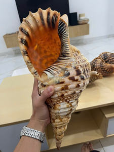 Vente en gros de coquillage trompette belle conque coquillage en vrac pour l'artisanat Souvenirs décoration de la maison et du jardin - Product Image 5