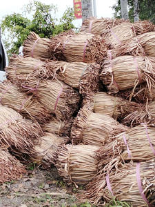 Jacinto de agua seco de primera calidad para manualidades y decoración del hogar - Product Image 3