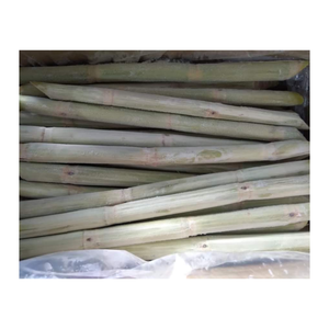 CANNE À SUCRE CONGELÉE MEILLEUR CHOIX EN GROS À PRIX CONCURRENTIEL ET DE HAUTE QUALITÉ PRÊT POUR L'EXPORTATION À PARTIR DE 99 GD - Product Image 1