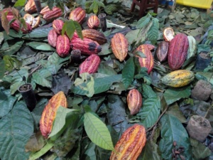 Pasta de <span class=keywords><strong>Cacao</strong></span> Ceremonial Hecha a Mano Exotica 500g <span class=keywords><strong>Cacao</strong></span> Puro Premium - Product Image 4
