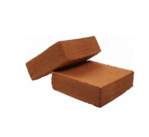 สารตั้งต้นมะพร้าวพรุ - Product Image 4