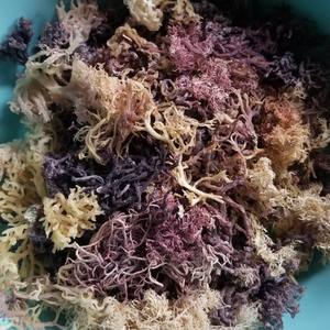 Wholesale Dried <b>Sea</b> <b>Moss</b> Eucheuma Cottonii Raw Irish Seaweed Purple Gold Organic Wildcrafted Spinosum Vietnam Bulk Export - Product Image 3