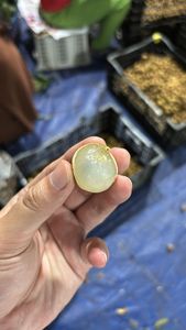 ลำไยเวียดนามฉ่ำหวาน สำหรับส่งออก รสชาติหวานสดใหม่ เปลือกบาง ผลไม้เมืองร้อน บรรจุภัณฑ์ขายส่ง คุณภาพพรีเมียม - Product Image 2