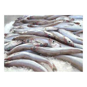 Giá Rẻ Giá Đông Lạnh Màu Xanh <span class=keywords><strong>Whiting</strong></span> Poutassou Cung Cấp Số Lượng Lớn Bán Buôn Cá Tươi - Product Image 5