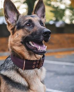 Collar de cuero artesanal Forge Paw, duradero, de lujo, clásico, personalizable de Divine International - Product Image 1