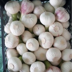 กระเทียมสดออร์แกนิคจากประเทศจีน - Product Image 6