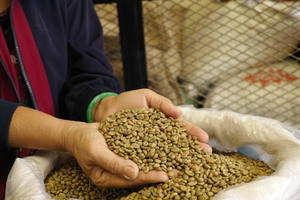 Granos de Café Verde Robusta de Vietnam, Especialidad S18, Negro Roto 0.1%, Certificado USDA, Marca TNFOOD, Grado G1 G2, Bolsas de 1000 kg, Venta al por Mayor - Product Image 6