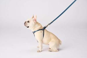 <b>Dog</b> <b>Harness</b> Handmade From Full Grain <b>Leather</b> Easy and Comfortable Walking Adjustable Safe <b>for</b> Your Pet Prevents Escapes - Product Image 6