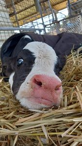 Bò Sữa <span class=keywords><strong>holstein</strong></span>-friesian năng suất cao bò <span class=keywords><strong>holstein</strong></span> đóng gói cho sản xuất sữa cao cấp - Product Image 2