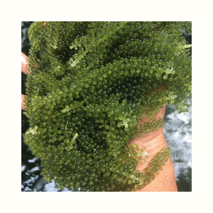 Caulerpa Lentillifera, algue de mer, convient pour la garniture de salades, les plats froids, les sushis et la préparation des aliments - Product Image 6