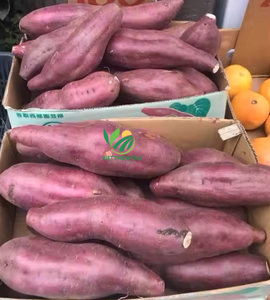 Patate douce congelée de qualité supérieure-en vrac pour l'industrie alimentaire fraîche, sucrée et saine-fabriquée par VIET THIEN PHU du Viet Nam - Product Image 3