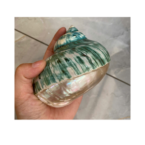 Surface brillante polie en coque turbo verte naturelle, idéale pour la décoration de bijoux faits à la main, artisanat, prix de gros bon marché - Product Image 5