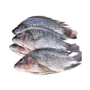 Filetes de tilapia congelada de la mejor calidad de China, precio competitivo - Product Image 4