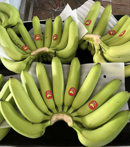 Banane Cavendish fraîche du Vietnam, issue de fruits mûrs, pour les services de restauration, la vente au détail et les acheteurs internationaux - Product Image 4