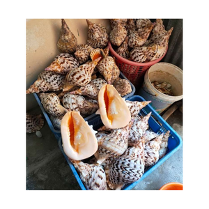 Conchas de trompeta grandes, forma de espiral natural, perfectas para decoración del hogar costero, suministros para manualidades, temas marinos, entrega rápida - Product Image 2