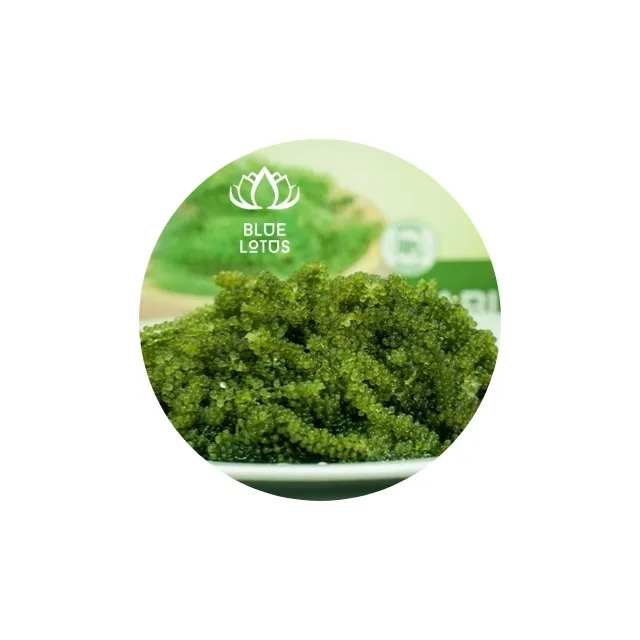 THE HIGHEST RATED AWESOME QUALITY Fresh Sea Grapes Seaweed High Quality at a Reasonable Price: Blue Lotus Vietnam