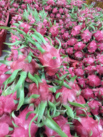 Vietnamese verse drakenvruchten van boerderij-origine, Vietnam, beste prijs voor export naar Nederland