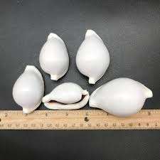 เปลือกหอยวัวธรรมชาติแบบพรีเมี่ยมอุปกรณ์งานฝีมือเครื่องประดับส่งออกคุณภาพ - Product Image 6