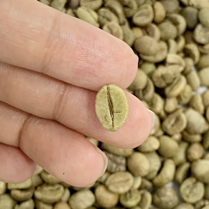 Grains de café vert Arabica de qualité supérieure, Vietnam, S18, séchés au soleil, saveur naturelle, NT COFFEE, OEM, ODM, étiquette privée, export - Product Image 5