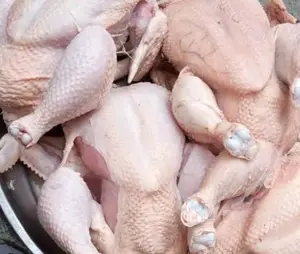 Brazilian halal frozen chicken suppliers