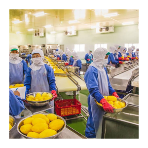 Morceaux et tranches de mangue congelés sucrés et mûrs, transformés au Vietnam avec la technologie IQF, excellents pour l'exportation et l'utilisation industrielle - Product Image 5