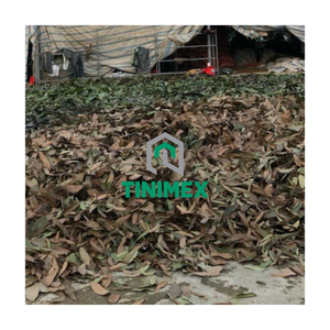 ใบอบเชยใบแคนเนล/แคนเนล/ดาริชินีจากผู้จำหน่ายที่น่าเชื่อถือ (วา: + 84362512699) - Product Image 1