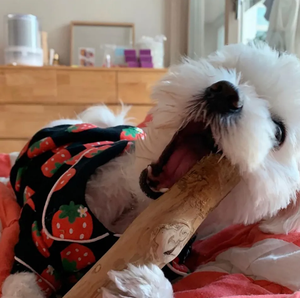 ของเล่นสุนัขเชือกมะพร้าว 100% กาแฟธรรมชาติของเล่นสุนัขไม้สัตว์เลี้ยงทําความสะอาดฟันความต้องการของลูกค้าที่ดีที่สุดซัพพลายเออร์ชั้นนําของเวียดนาม - Product Image 6