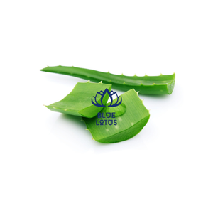 Rebanadas de Aloe Vera de Vietnam, producto de alta calidad, gran precio - Product Image 1