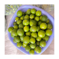 Citron frais sans pépins du Vietnam / Citron vert frais de 6 cm de diamètre, citron vert sans pépins du Vietnam pour l'exportation