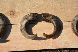 Paire de cornes de bélier naturelles fabriquées à la main avec finition polie pour la décoration et l'affichage traditionnels de la maison à un prix abordable - Product Image 3