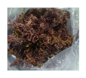 Venta al por mayor Pure Ocean Purple Sea Moss - Product Image 3