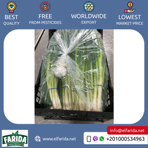 El principal exportador de buena calidad, suministro de cantidad a granel de verduras frescas naturales, cebolla de Primavera/cebolla verde de Egipto - Product Image 6