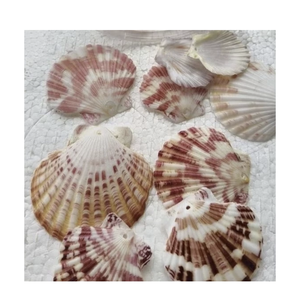 High Quality Scallop <b>Flats</b> Shells for Coastal Decor DIY Art and <b>Wedding</b> Centerpiece Supply - Product Image 5