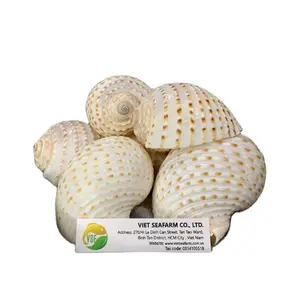 Seashells For Decoration, Octopus - Tonna Sessellata Seashell From Vietnam With Cheapest Price - Sample Available