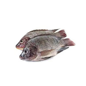 Meilleur prix Vente en gros de Offre Spéciale meilleure qualité Saumon désossé congelé Poisson fruits de mer congelés Poisson tilapia congelé Poisson saumon congelé - Product Image 2
