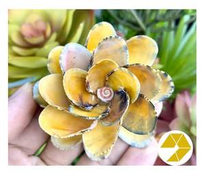 Flor de concha marina única, decoración costera para el hogar, flor de concha marina hecha a mano, regalo de boda para playa, recuerdo de verano Natural, elegancia costera - Product Image 3