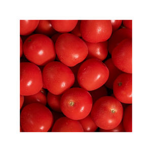 Tomates prujas frescos disponibles al por mayor para mercados y distribuidores. - Product Image 2